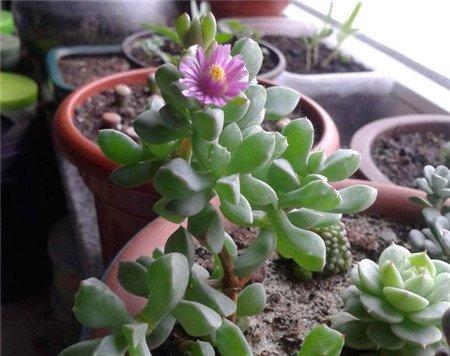 白凤菊 白凤菊