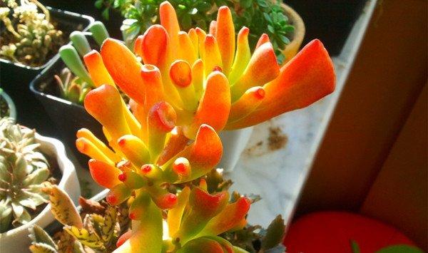 筒叶花月的养殖方法和注意事项