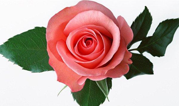 家庭养花要注意什么