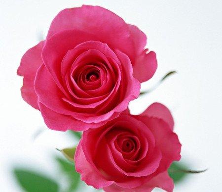 家庭养花要注意什么 