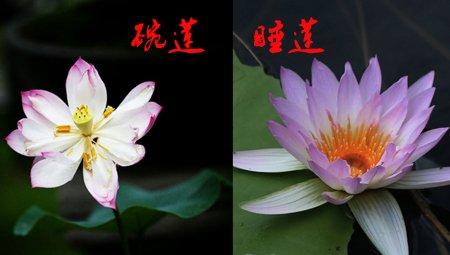 碗莲和睡莲花朵不同