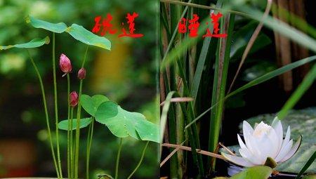 碗莲和睡莲属性不同