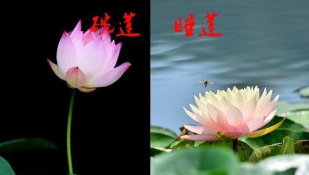 碗莲和睡莲耐寒性不同