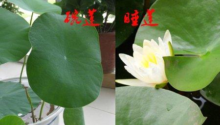 碗莲和睡莲叶片不同