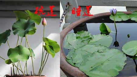 碗莲和睡莲大小不同