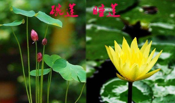 睡莲和碗莲的区别