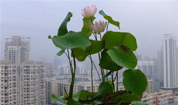 碗莲图片
