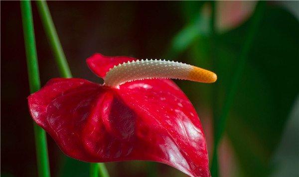 「养花视频」红掌