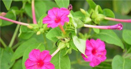 紫茉莉的养殖方法 紫茉莉的养殖方法