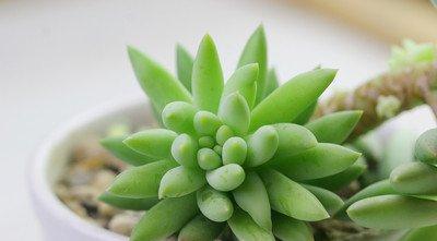 千佛手简介