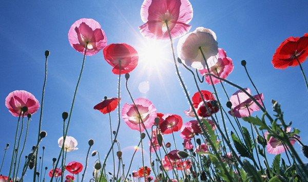 家庭养花——自制盆土