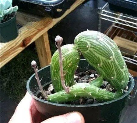 泥鳅掌 泥鳅掌