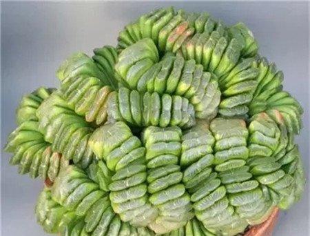 截形十二卷 截形十二卷