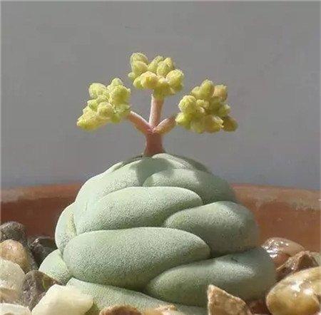 托尼 托尼