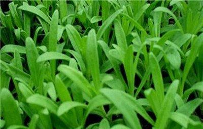 发芽的卖家秀 发芽的卖家秀