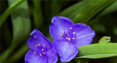 紫露草花语 紫露草花语