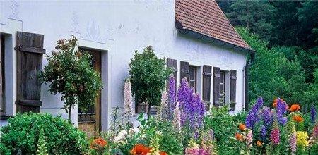 洋地黄欣赏 洋地黄欣赏