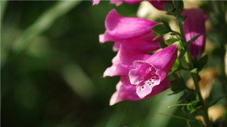 红色洋地黄 红色洋地黄