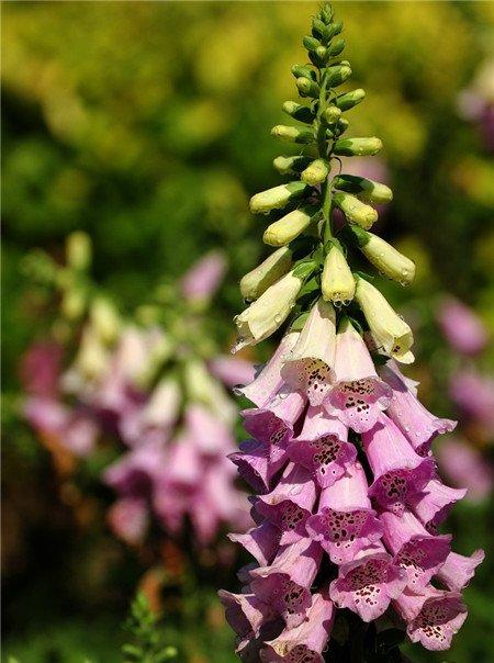 洋地黄图片欣赏 洋地黄图片欣赏