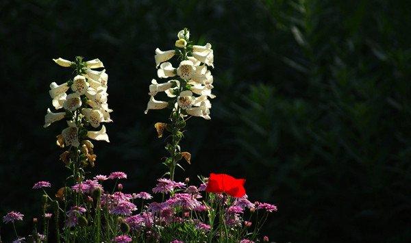 洋地黄图片大全 洋地黄图片大全