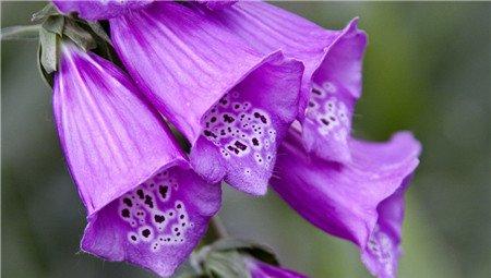 淡紫色洋地黄 淡紫色洋地黄