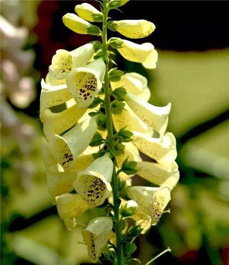 洋地黄美图 洋地黄美图