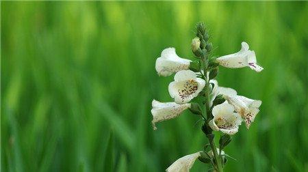 白色洋地黄 白色洋地黄