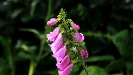 洋地黄图片 洋地黄图片