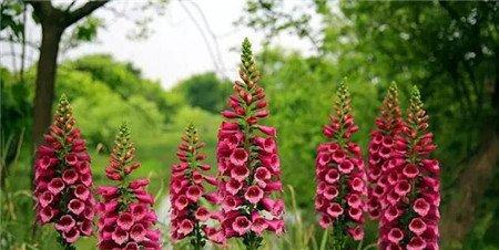 洋地黄美图欣赏 洋地黄美图欣赏