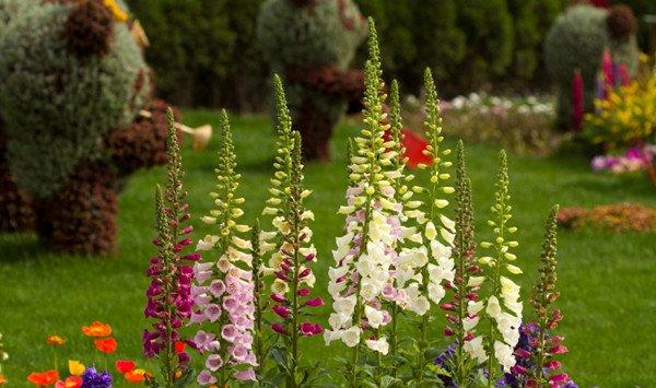 洋地黄什么时候开花 洋地黄什么时候开花