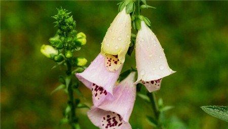 洋地黄什么时候开花 洋地黄什么时候开花