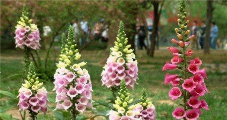 洋地黄开花图片欣赏 洋地黄开花图片欣赏