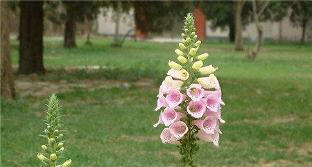 洋地黄开花图片欣赏 洋地黄开花图片欣赏