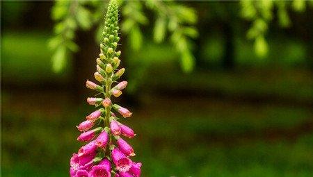 洋地黄开花注意事项 洋地黄开花注意事项