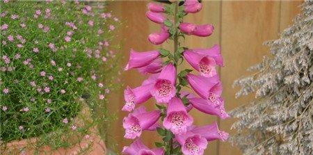 洋地黄开花图片欣赏 洋地黄开花图片欣赏