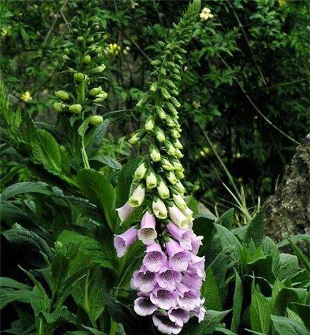 洋地黄的养殖注意事项 洋地黄的养殖注意事项