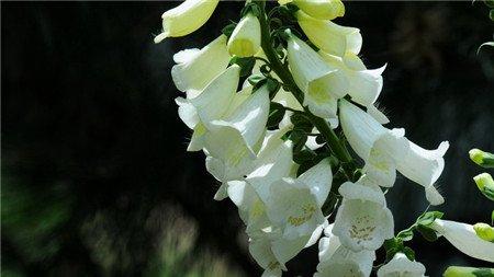 洋地黄的分布范围 洋地黄的分布范围