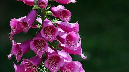 洋地黄的养殖方法 洋地黄的养殖方法