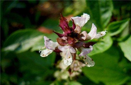 罗勒开花美图欣赏 罗勒开花美图欣赏