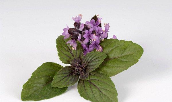 罗勒开花吗