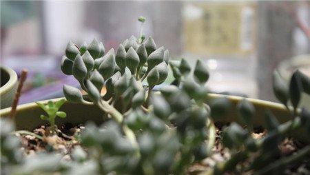 锦上珠的养殖方法 锦上珠的养殖方法