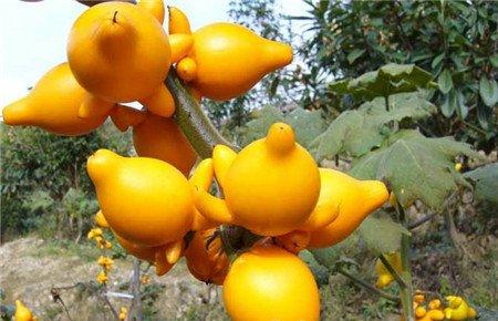 黄金果的养殖注意事项