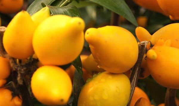 黄金果(乳茄)的养殖方法和注意事项 黄金果(乳茄)的养殖方法和注意事项