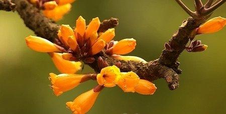 火烧花的养殖方法