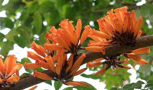 火焰树的养殖方法和注意事项