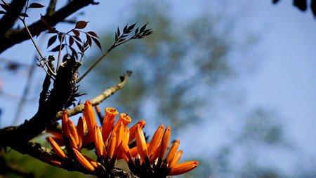 火烧花的养殖注意事项