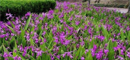 白芨的养殖方法 白芨的养殖方法