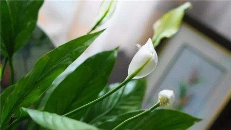 白鹤芋