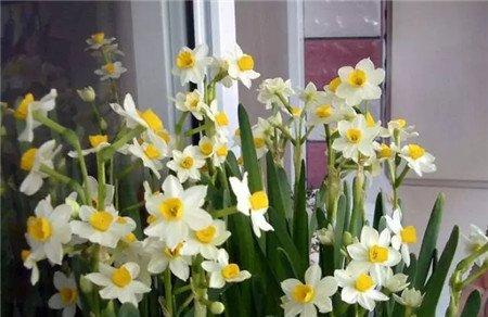水仙花