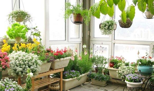家里变花园，15种花任你选